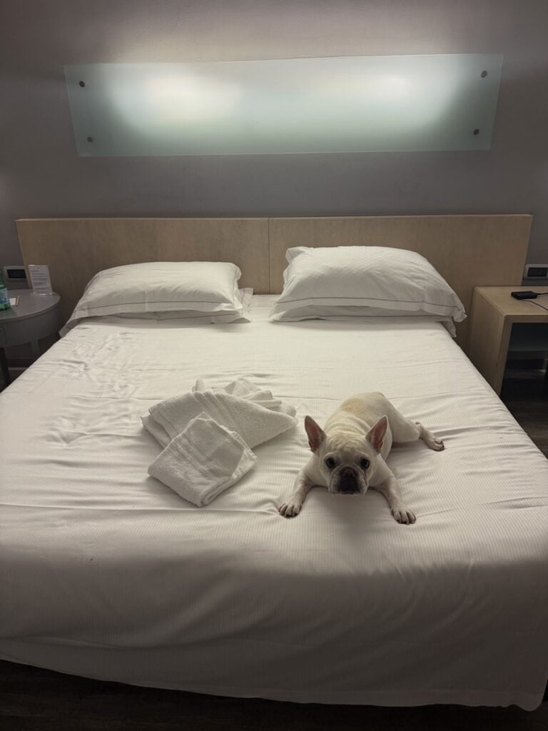 Where to Stay in Western Sicily: Best Picks for Every Base 9 Dog at Mercure Palermo