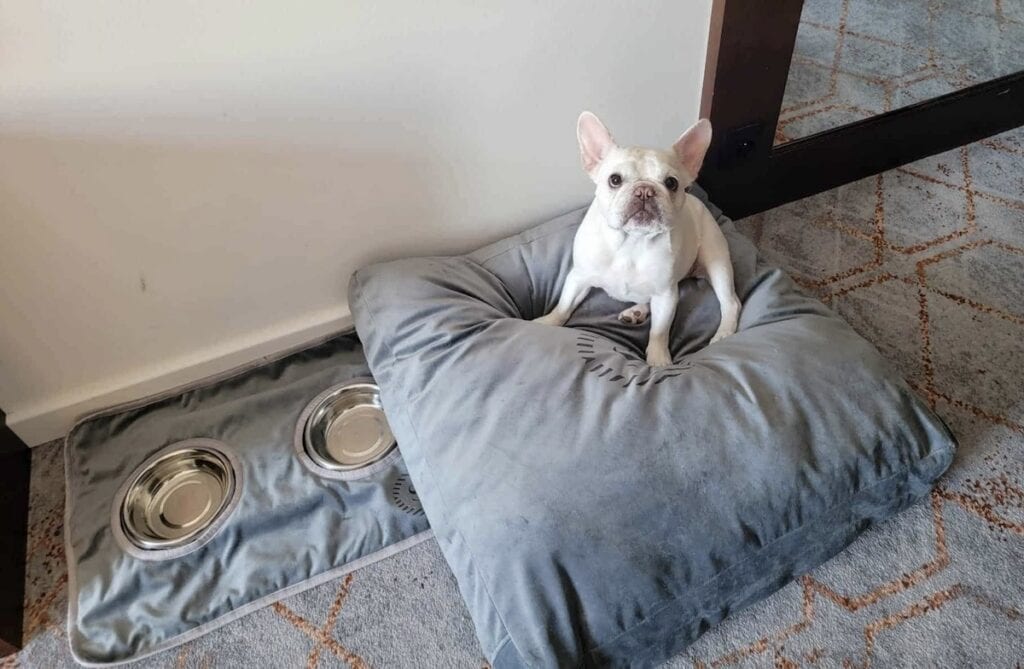 Where to Stay in Poznan: Best Picks for Every Traveler in 2026 4 Dog-friendly Poznan Sheraton's dog bowls and poofy bed, with a french bulldog on top